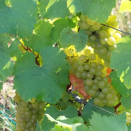 Capital De Champagne *