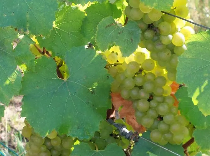 Capital De Champagne *